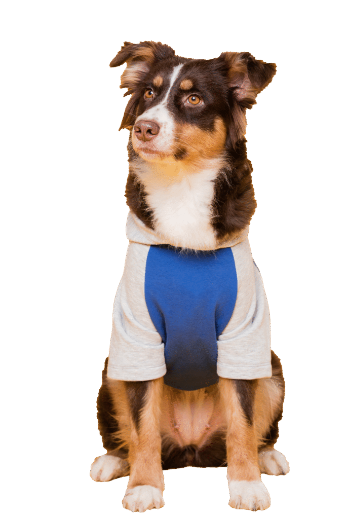 vista-frontal-lindo-perro-disfrazado