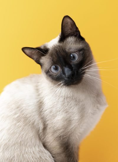 gatito-con-pared-monocromatica-detras-de-ella